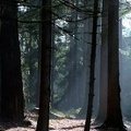 2005-PL-4209